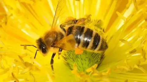 Getty Images A bee on a yellow flower