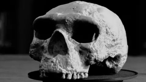 BBC News Grey skull with a large brain case on a black cloth. Some teeth are still in place. It has large eye sockets and nasal holes
