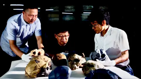 Fudan University Three Chinese scientists around a table on which there are five skulls. Three appear to be the original distorted fossils, two are grey/blue coloured reconstructions and another white skull appears to be of another species. Two of the scientists are holding replica skulls