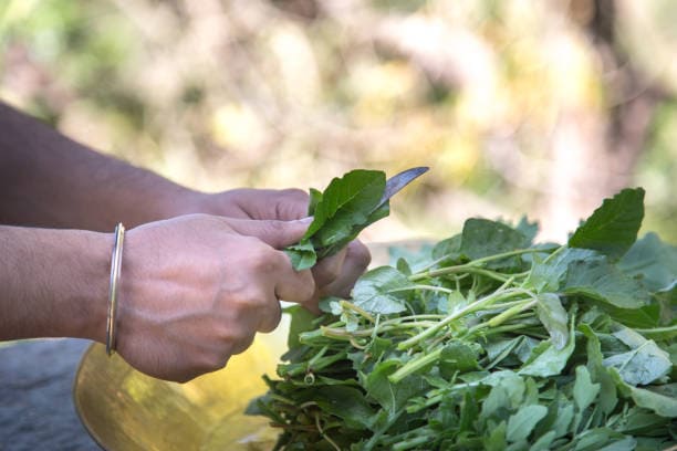 Mustard greens are a winter superfood, and they shine in both traditional Indian recipes and creative global dishes. Here’s a detailed guide to interesting ways you can enjoy them in the colder months. Mustard greens are a winter superfood, and they shine in both traditional Indian recipes and creative global dishes. Here’s a detailed guide to interesting ways you can enjoy them in the colder months.