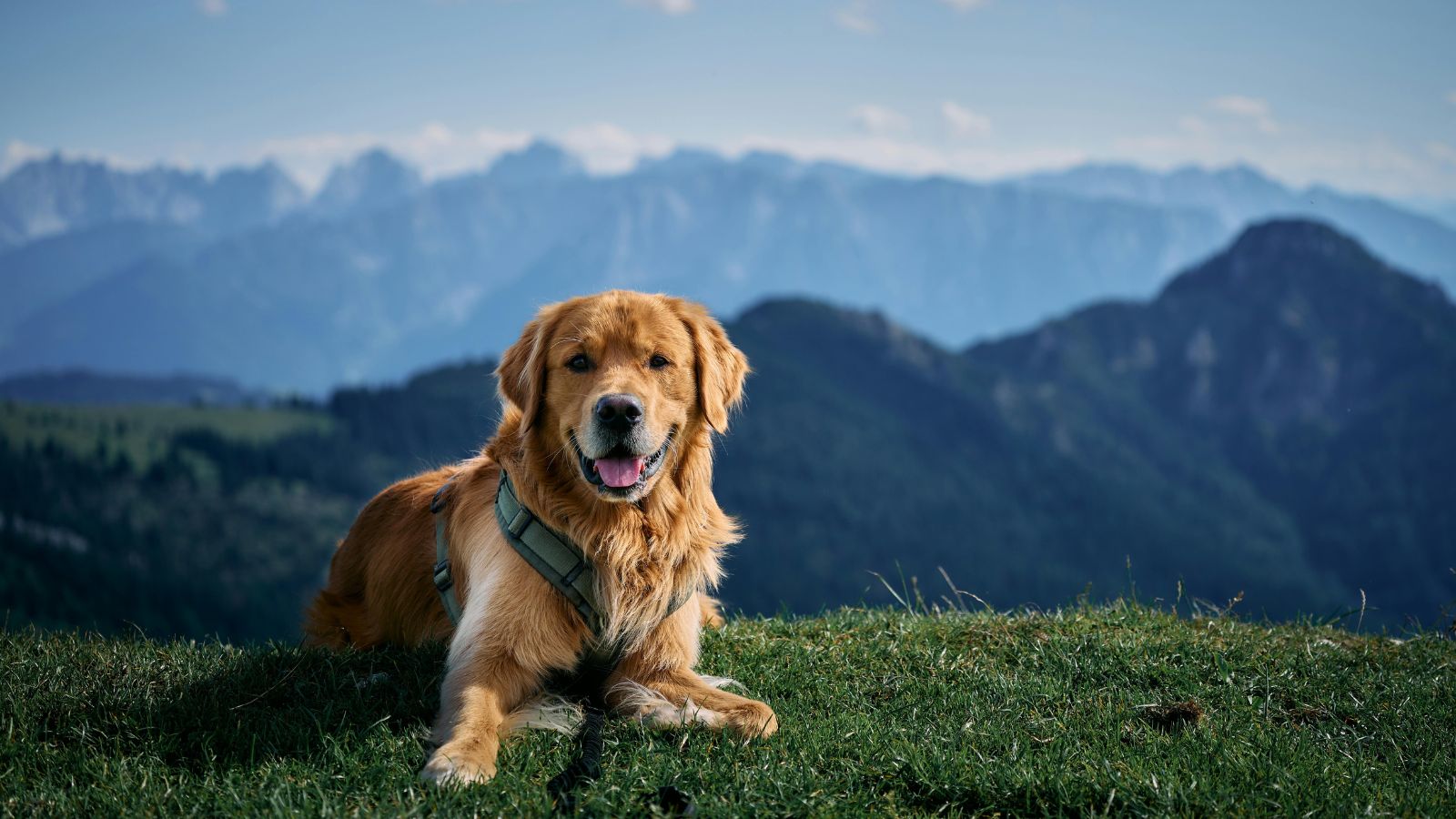 Have Kids At Home But Want A Dog? These Are the Best Family-Friendly Breeds