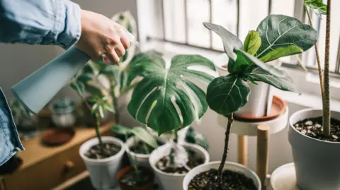 Getty Images A collection of monstera plants in grey pots with a woman spraying them with water