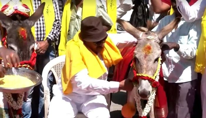 A pair of donkeys tied the knot in a unique wedding ceremony in the southern Indian city of Bengaluru, February 14, 2026. — Reuters
