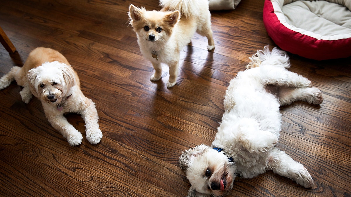 Dogs laying on the floor.